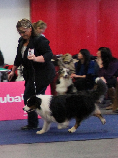 arwin v1 caca res. cacib 8. 12. 2012.jpg